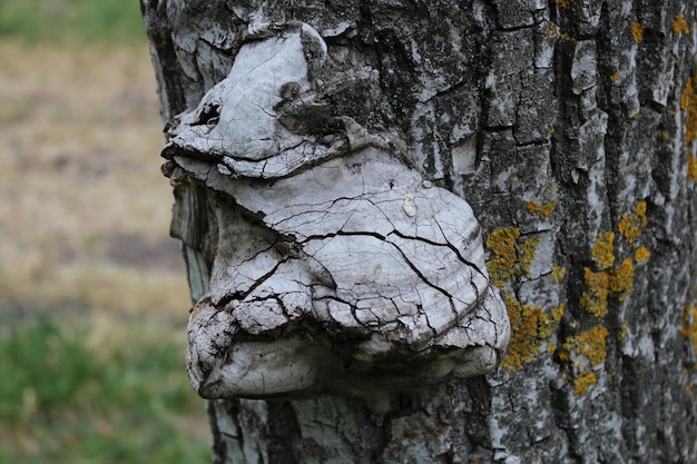 Un tronco de árbol con un trozo de madera.