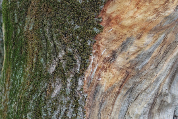 El tronco de un árbol viejo es medio corteza cubierto de musgo medio desnudo Fondo de textura de madera vieja