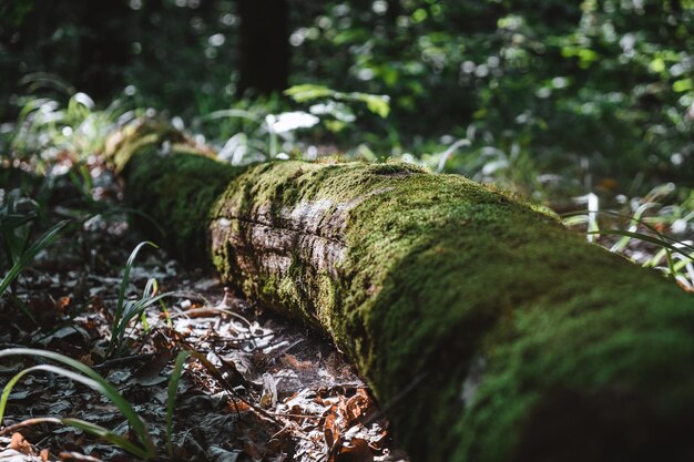 Un tronco caído en el bosque cubierto de musgo concepto de recreación al aire libre.