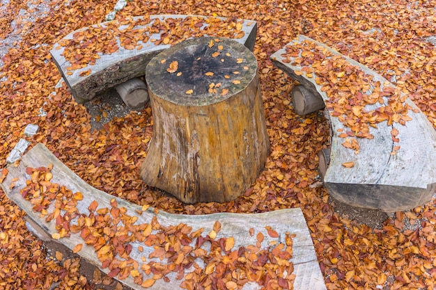 Tronco cortado cercado por folhas caídas de laranja