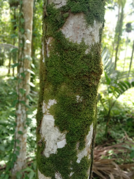 Foto tronco cubierto de musgo en la selva