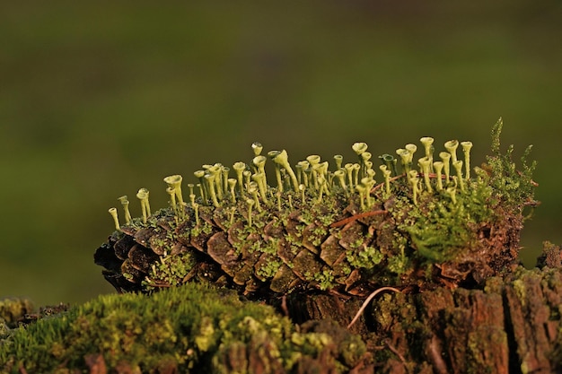 Un tronco cubierto de musgo con una superficie cubierta de musgo y un fondo verde.
