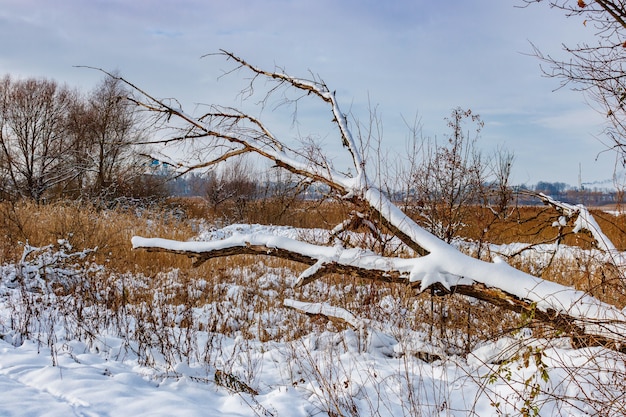 Tronco cubierto de nieve de un árbol caído a lo largo de la carretera de la aldea en un día soleado de invierno. Paisaje de invierno rural