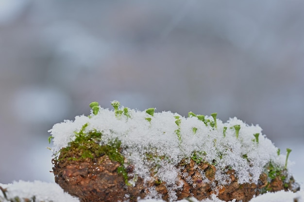 Un tronco cubierto de nieve con la palabra musgo