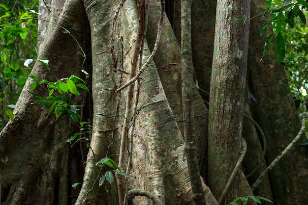 Tronco da selva dos trópicos da árvore