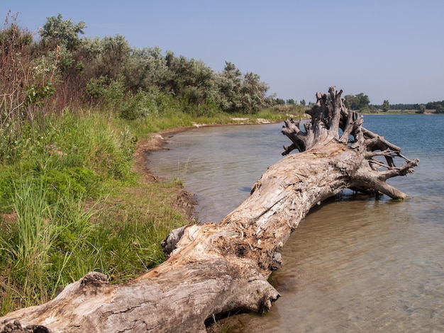 Tronco de árvore alta e seca, caída, sem folhas e casca na margem de um lago no verão