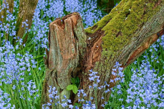 Tronco de árvore coberto de musgo cercado por um campo de flores de campainha Vista de flores azuis vibrantes de scilla siberica na floresta no final da primavera Lindas flores da espécie Hyacinthoides nonscripta