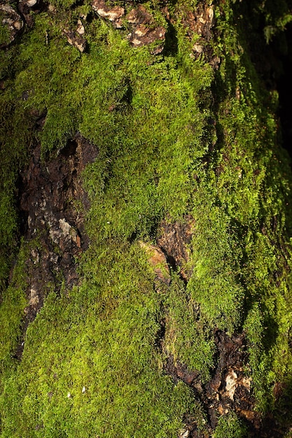 Tronco de árvore coberto de musgo verde denso.