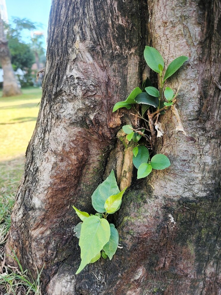 Foto tronco de árvore com folhas verdes e gramado verde ao fundo