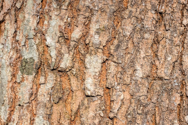 Tronco de árvore com textura de casca áspera para fundo