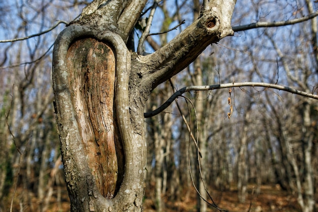 Tronco de árvore com um buraco, no parque