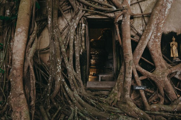 Foto tronco de árvore danificado em edifício abandonado