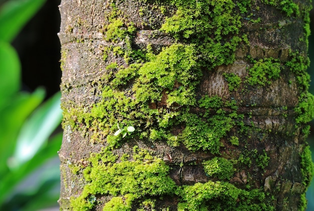 Tronco de árvore de coco marrom escuro com musgo verde vibrante