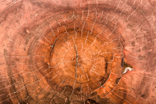 Tronco de árvore de textura de madeira