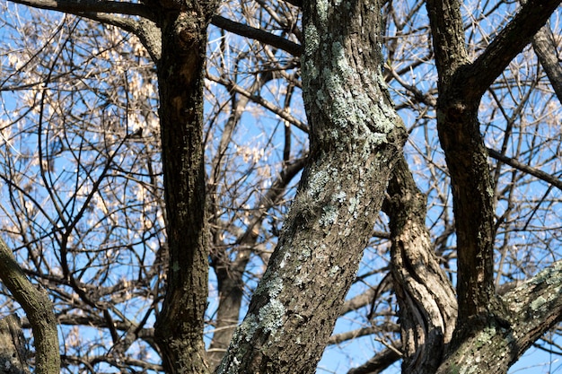 Tronco de árvore e galhos com várias manchas de musgo molhado