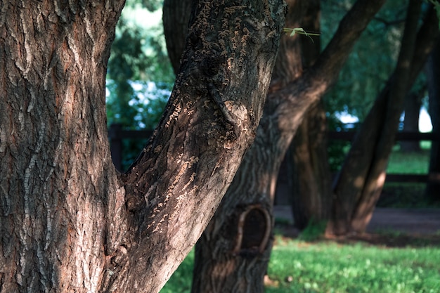 Tronco de árvore, gramado verde no parque da cidade sob a luz do sol