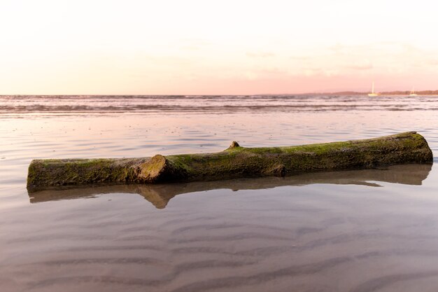 Foto tronco de árvore morta deitado na praia