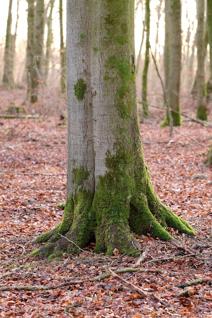 Tronco de árvore no outono coberto de musgo em um dia frio e enevoado Paisagem de outono tranquila de floresta com folhas mortas marrons no chão Meio ambiente e vegetação passando por mudanças sazonais naturais