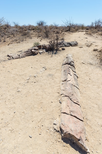 Tronco de árvore petrificado e mineralizado no parque nacional famoso de floresta petrified em khorixas, namíbia, áfrica. floresta de 280 milhões de anos, conceito de mudança climática