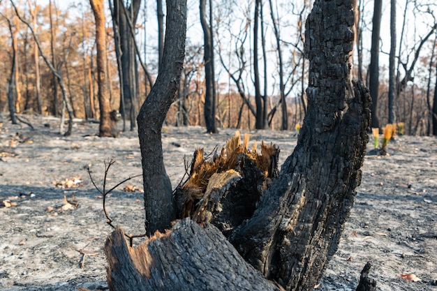 Tronco de árvore queimado e carbonizado perto de Kulnura, Nova Gales do Sul, Austrália, após incêndios florestais em 2019