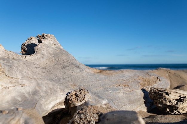 Tronco de árvore seco deitado na areia na praia de sant pere pescador girona catalunha espanha