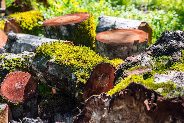 Tronco de árvore serrado na floresta, lenha