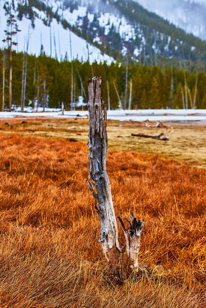 Tronco de árvore solitário em campos de grama laranja cercados por colinas de floresta nevada