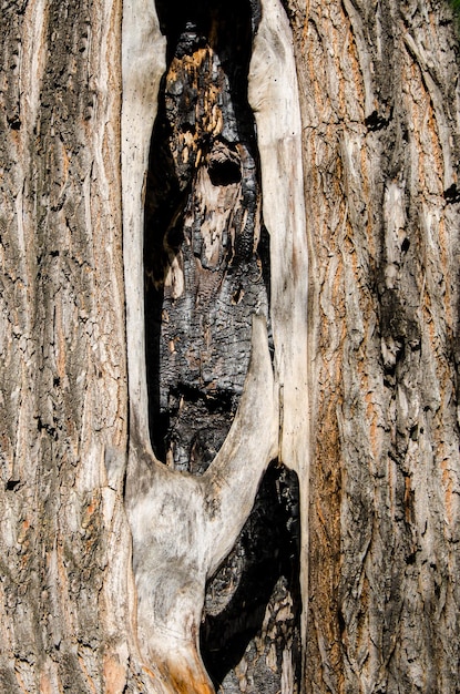 Tronco de árvore velho com árvore queimada média queimada por relâmpago Consequências do incêndio florestal