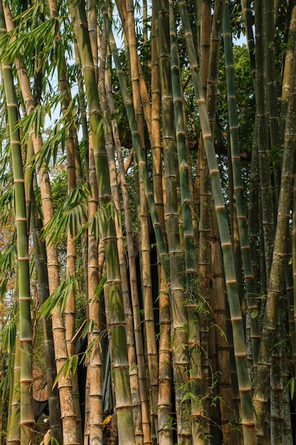 Tronco de bambu e floresta