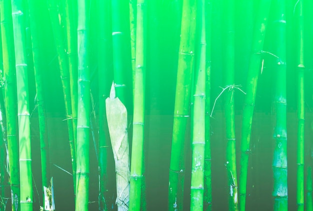 Tronco de bambu verde que está lotado para segundo plano