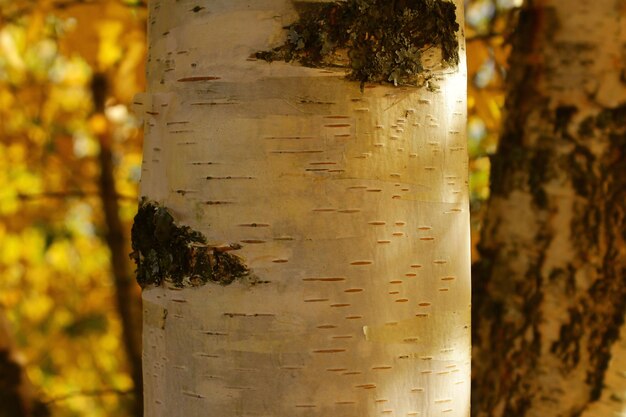 Tronco de bétula branca em foco aproximado, textura da superfície da casca de bétula, fundo natural da casca de bétula