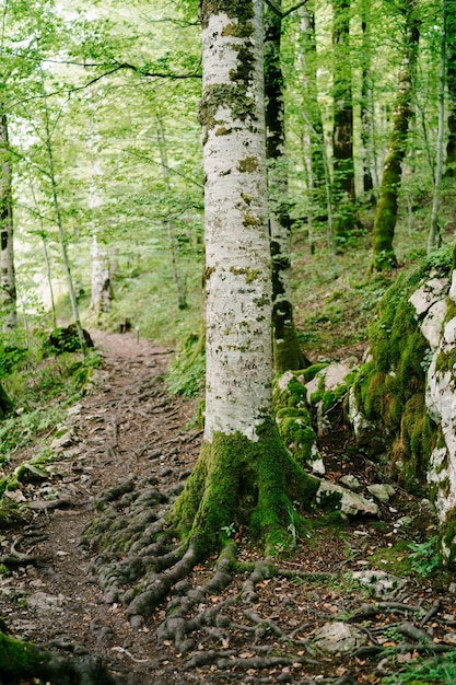 Tronco de bétula coberto de musgo perto de um caminho no parque biogradska gora montenegro