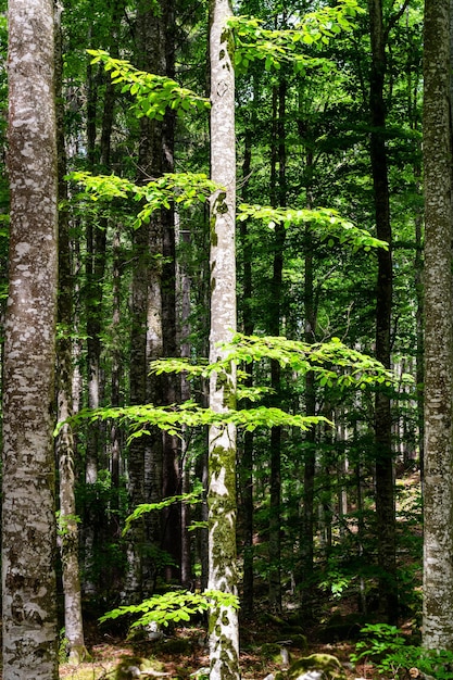 Tronco de faia iluminado pelo sol e cercado pela floresta Tambre Belluno Itália