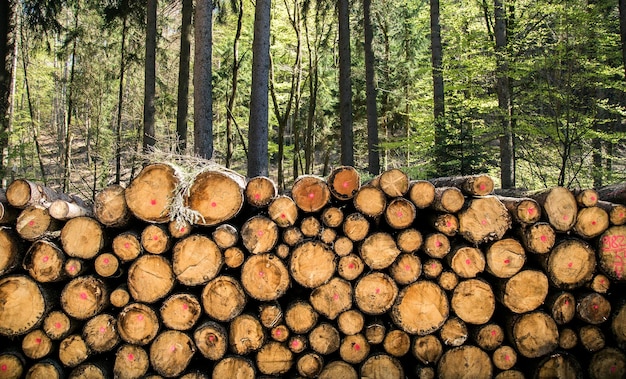 Tronco de madeira cortada na floresta na natureza Conceito industrial