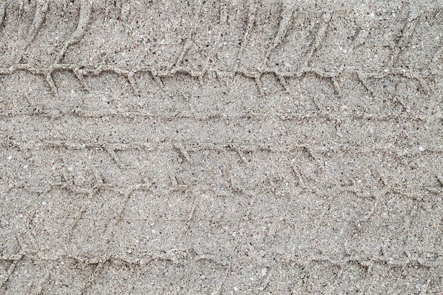 Tronco de palmeira, parte de close-up isolado em fundo branco com traçado de recorte