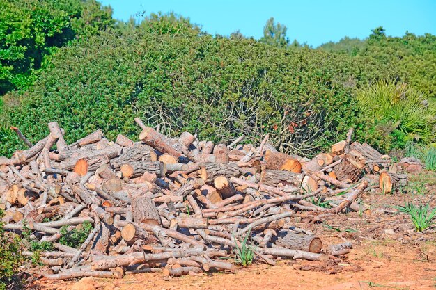 Tronco de pilha em um parque em um dia ensolarado