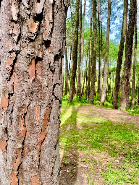 Tronco de pinheiro na floresta de pinheiros fundo de pinheiro