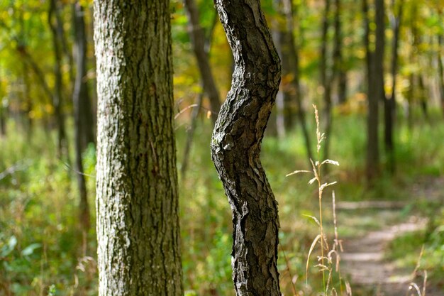 Tronco de pinheiro na floresta