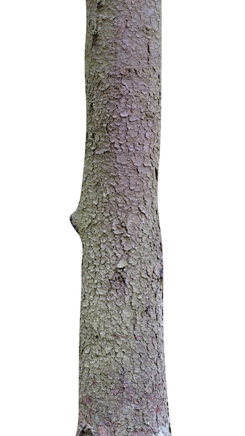 Tronco de pinho isolado em um fundo branco. árvore para design