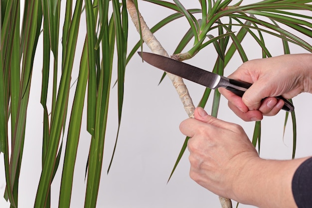 Tronco de poda de mão de mulher de Dracaena marginata para renovar a planta