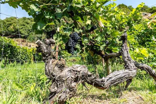 Tronco de uma velha planta de uva em um vinhedo no sul do Tirol, Itália