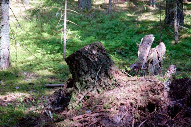 El tronco está cubierto de musgo Un fondo de bosque