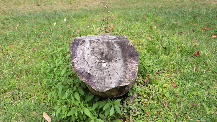 Un tronco en la hierba Un tronco de madera en el parque