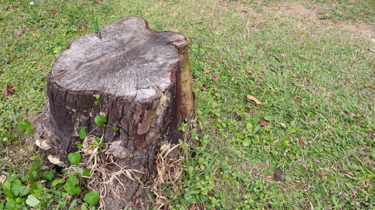Un tronco en la hierba Un tronco de madera en el parque