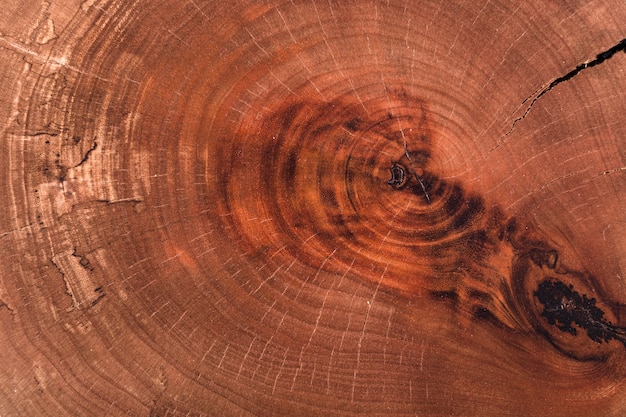 Tronco de madera cortado de textura de madera