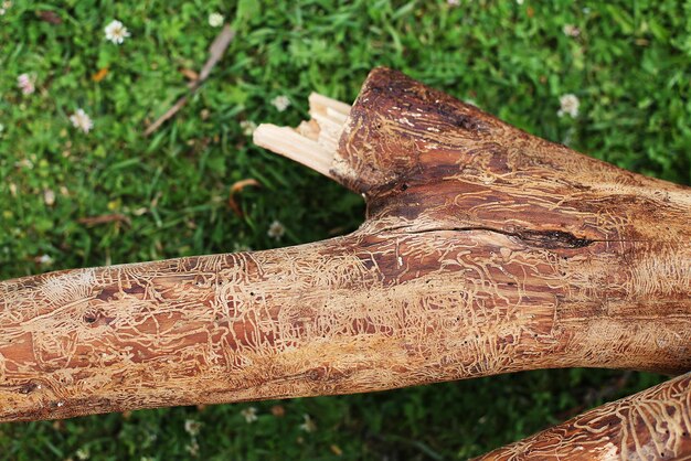 Tronco de madera dañado por corteza de árbol talado de cerveza