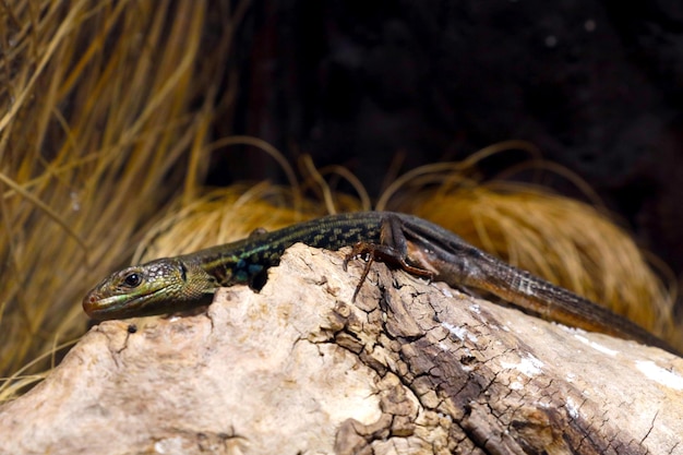 En el tronco de madera se encuentra un lagarto