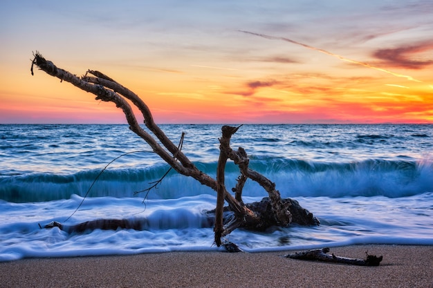 Tronco de madera de LD se engancha en el agua en la playa en la hermosa puesta de sol