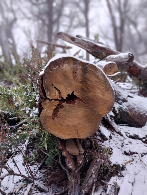 Foto el tronco en la nieve