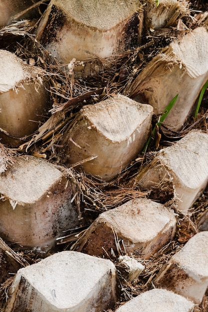 Foto tronco de palma textura de tronco de palma